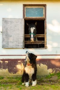 ほかの動物たちの写真