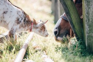 ほかの動物たちの写真
