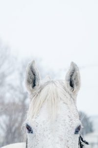 馬の写真