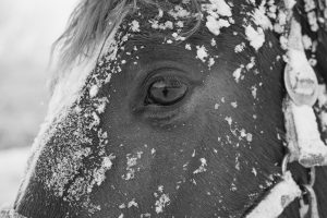 馬の写真