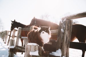 ほかの動物たちの写真