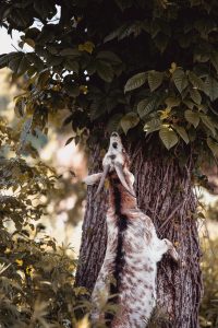 ほかの動物たちの写真