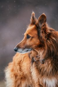 ほかの動物たちの写真