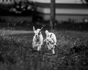 ほかの動物たちの写真
