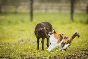 ほかの動物たちの写真
