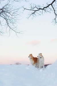 ほかの動物たちの写真