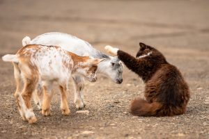ほかの動物たちの写真
